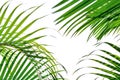 Palm thickets, leaves, bushes isolated on white background.