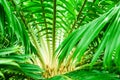 palm thorn on green leaf on branch of palm tree in the garden