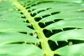 palm thorn on green leaf on branch of palm tree in the garden