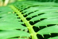 palm thorn on green leaf on branch of palm tree in the garden