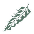 Palm Three Leaf Illustration