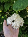 Palm touching white flowers