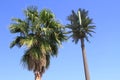 Arizona/Phoenix Area: Palm and Transmission Palm Royalty Free Stock Photo