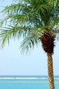 Palm Tree