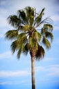 Palm Tree