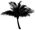 Palm Tree