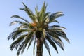 Palm tree Royalty Free Stock Photo