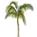 Palm tree Royalty Free Stock Photo