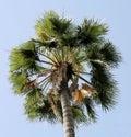 Palm tree 3