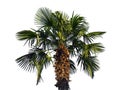 Palm tree Royalty Free Stock Photo