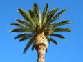 Palm tree