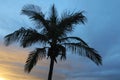 Palm tree Royalty Free Stock Photo