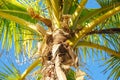 Palm tree agains bright blue sky