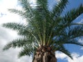 Palm tree against a background of blue sky and clouds. Royalty Free Stock Photo