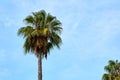 A palm tree against a blue cloudy sky. Royalty Free Stock Photo