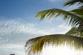 Palm tree against blue skies, Exuma, Bahamas Royalty Free Stock Photo