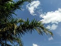 A palm tree against a blue sky background Royalty Free Stock Photo