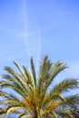 Palm tree against blue sky. Background with place for text Royalty Free Stock Photo