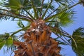 Palm tree against the blue sky. Bottom view Royalty Free Stock Photo