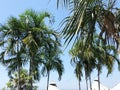 Palm tree against the blue sky. Bottom view of a tropical plant. Royalty Free Stock Photo