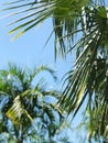 Palm tree against the blue sky. Bottom view of a tropical plant. Royalty Free Stock Photo