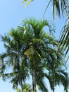 Palm tree against the blue sky. Bottom view of a tropical plant. Royalty Free Stock Photo