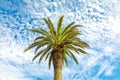 Palm tree against a blue sky with cirrus clouds Royalty Free Stock Photo