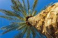 Low Angle Palm Tree and Palm Leaves against Blue Sky Royalty Free Stock Photo