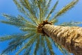 Healthy Palm Tree and Palm Leaves against Blue Sky Royalty Free Stock Photo