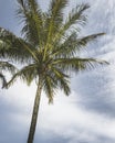 Palm tree against blue sky Royalty Free Stock Photo