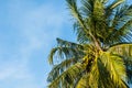 Palm tree against blue sky and clouds background. Coconut tree leaves image in tropical climate Royalty Free Stock Photo