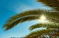 Palm tree against blue sky Royalty Free Stock Photo