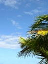 Palm tree against a blue sky with light clouds and copyspace. Below of a coconut tree with leaves shining under the sun Royalty Free Stock Photo