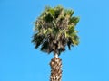 Palm tree against the blue sky Royalty Free Stock Photo