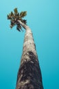 Palm tree against blue sky Los Angeles Royalty Free Stock Photo