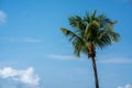 Palm tree against blue sky Royalty Free Stock Photo