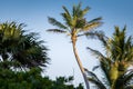 Palm Tree against a blue sky Royalty Free Stock Photo