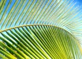 Palm tree against blue sky Royalty Free Stock Photo