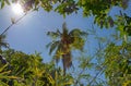 Palm tree against the blue sky with the sun Royalty Free Stock Photo