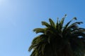 Palm tree against the blue sky on a sunny morning Royalty Free Stock Photo