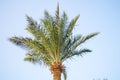 Palm tree against the blue sky in sunny weather in Egypt Royalty Free Stock Photo