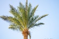 Palm tree against the blue sky in sunny weather in Egypt Royalty Free Stock Photo