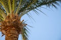 Palm tree against the blue sky in sunny weather in Egypt Royalty Free Stock Photo