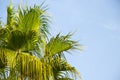 Palm tree against the blue sky in sunny weather in Egypt Royalty Free Stock Photo