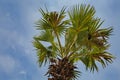 Tall Date palm tree isolated against the blue sky and clouds on a sunny day Royalty Free Stock Photo