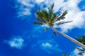 Palm tree against blue sky Royalty Free Stock Photo