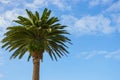 Palm tree against blue sky. Tropical nature background. Palm tree on the beach. Exotic trees. Summer landscape. Royalty Free Stock Photo