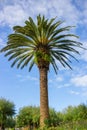 Palm tree against blue sky. Tropical nature background. Palm tree on the beach. Exotic trees. Summer landscape. Royalty Free Stock Photo