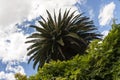 Palm tree against the blue sky, view from below, Australia Royalty Free Stock Photo