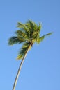 Palm tree against blue tropical sky in the breeze Royalty Free Stock Photo